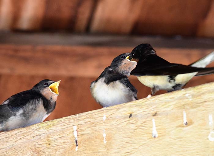 Bird Watching at Puzzlewood - Swallow