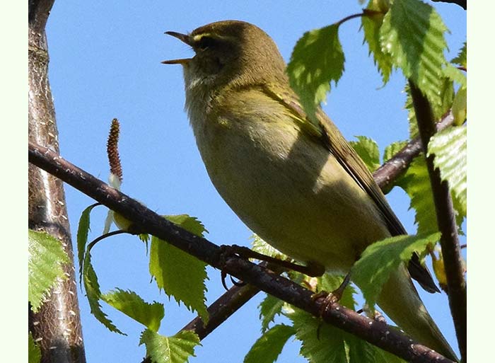 Bird Watching at Puzzlewood - Willow Warbler