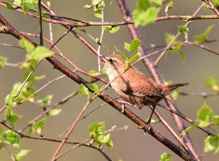 Bird Watching at Puzzlewood - Wren