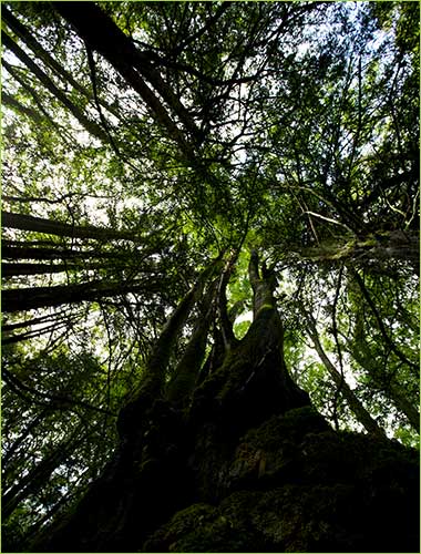 Getting to Puzzlewood