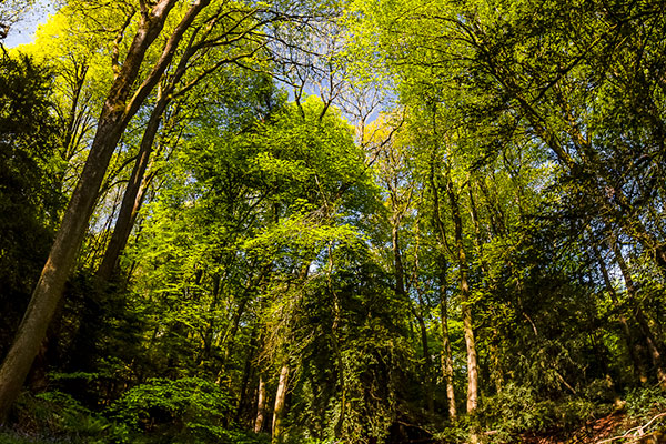 Puzzlewood and the Environment