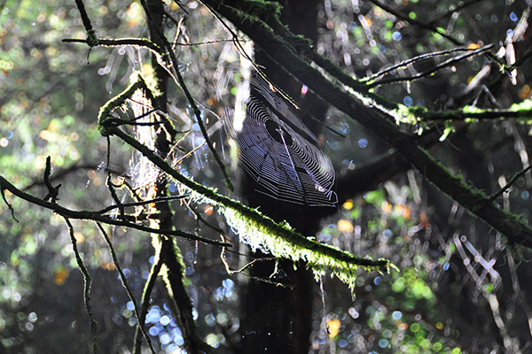 Puzzlewood Minibeasts