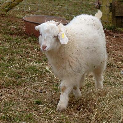 Angora Goat at Puzzlewood