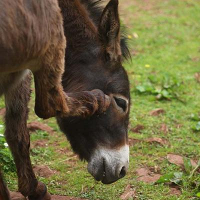 Donkeys at Puzzlewood