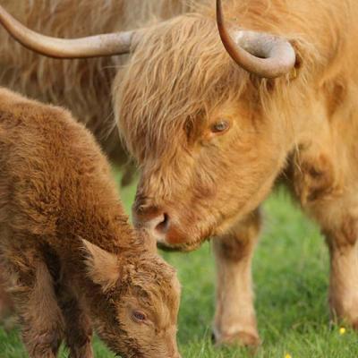 Highland Cattle at Puzzlewood